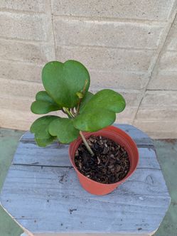 Hoya kerrii heart plant .