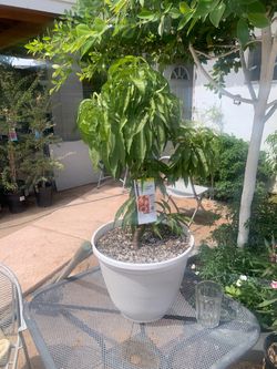Nectarine tree