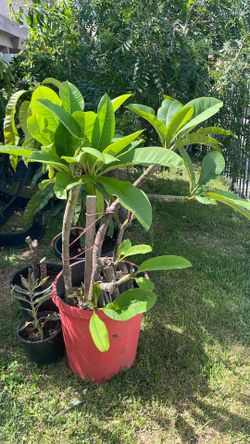 vendo plumeria roja en vote de 15 galones
