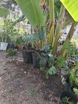 Monsteras plant 15 gallon pot