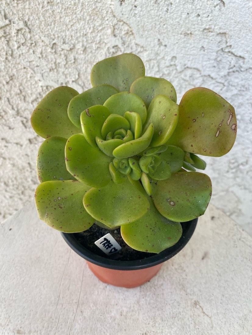 4 Inch Pot Succulent Plant - Aeonium Lindleyi - Tree of Love - Rooted & Established - Drought Resistant - 🪴
