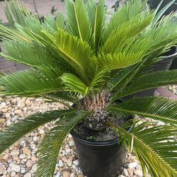 Big Sago Palm 