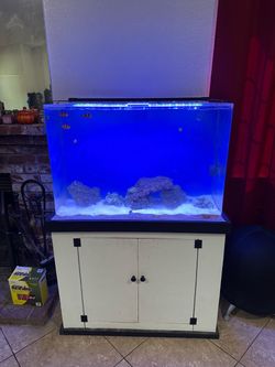 Salt water fish tanks