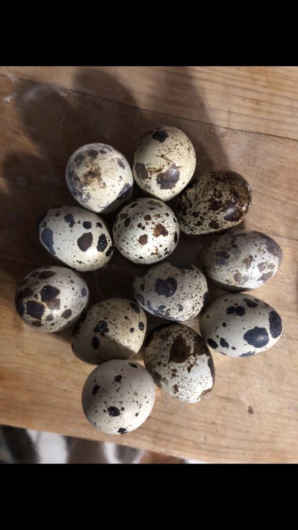 Exotic fertile quail eggs for Sale in Downey, CA OfferUp