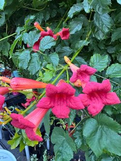 Trumpet Vine Starter – $10 Each 🌿🧡