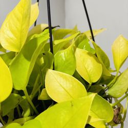 Neon Pothos House Plant