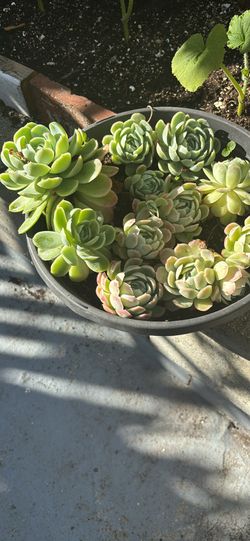 Suculents