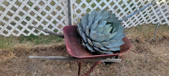 Giant Artichoke Agave