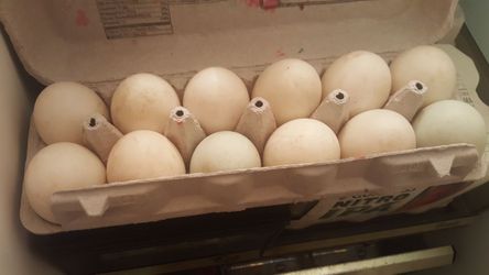 Duck and chicken eggs