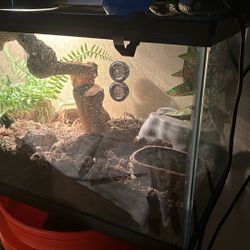 Reptile Tank 