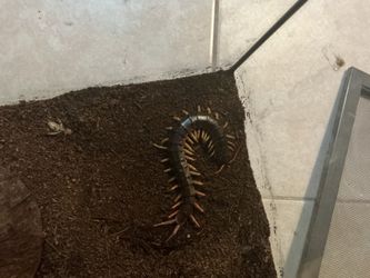 Giant vietnamese centipede