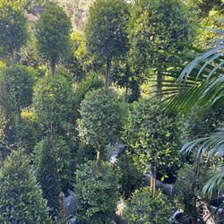 Topiary In 3 gls Pot. SPECIAL PRICE 🤩