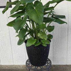 Calla Lily Plant 