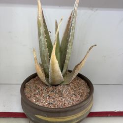 Aloe Vera Grey