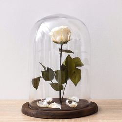 The Bell Jar Glass Cloche with Rustic Wood Base, 10 Inch Tall Clear Decorative Glass Dome Display for Plants, Curios, Keepsakes, Heirlooms