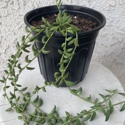 1 Gallon Pot Hanging Succulent Plant - Senecio  Herreianus - String of Tears / String of Watermelon - Trailing Succulent - Established Plant - 🪴