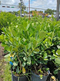 Clusia Hedges 7gl 3ft 🏡$13