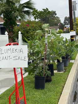 Plant Sale (plumeria & fig tree)