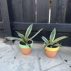 Agave Plants 