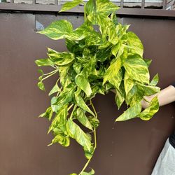 6” Rare Pothos Patricio 