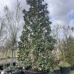 100 Gallon  Beautiful Magnolia  