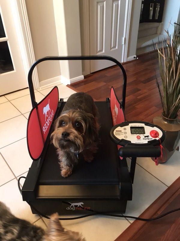 Dog Treadmill by Pacer