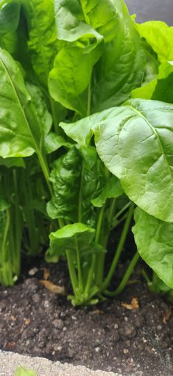 Organic green swiss chard seeds to trade