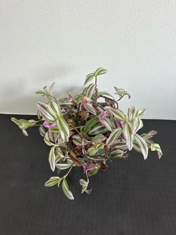 Tradescentia Bubblegum hanging plant