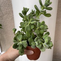 Beautiful Panda 🐼 Paw 🐾 Succulent Plant 