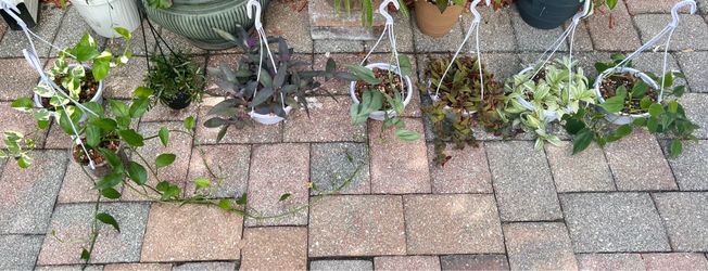 Plants for SALE