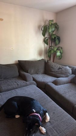 Couch free free