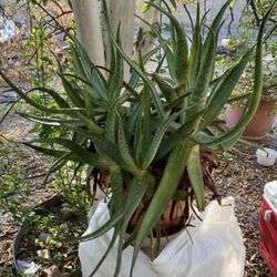 Aloe Vera Plant, In Succulent Family 
