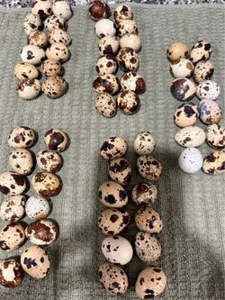 Freshly laid eggs from coturnix quails