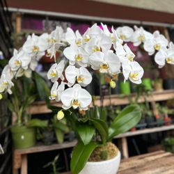Big White Orchid 4” Pot 2 Spikes Cascading Big Flowers) 