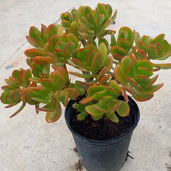Succulents Nice Prodigiosa  Planta 7.00 Sheap Price 