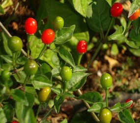 Chile chiltepin