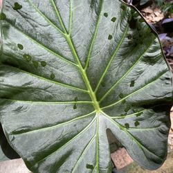 Alocasia Regal Shield - Elephant Ear 