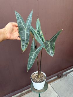 6” alocasia longiloba purple
