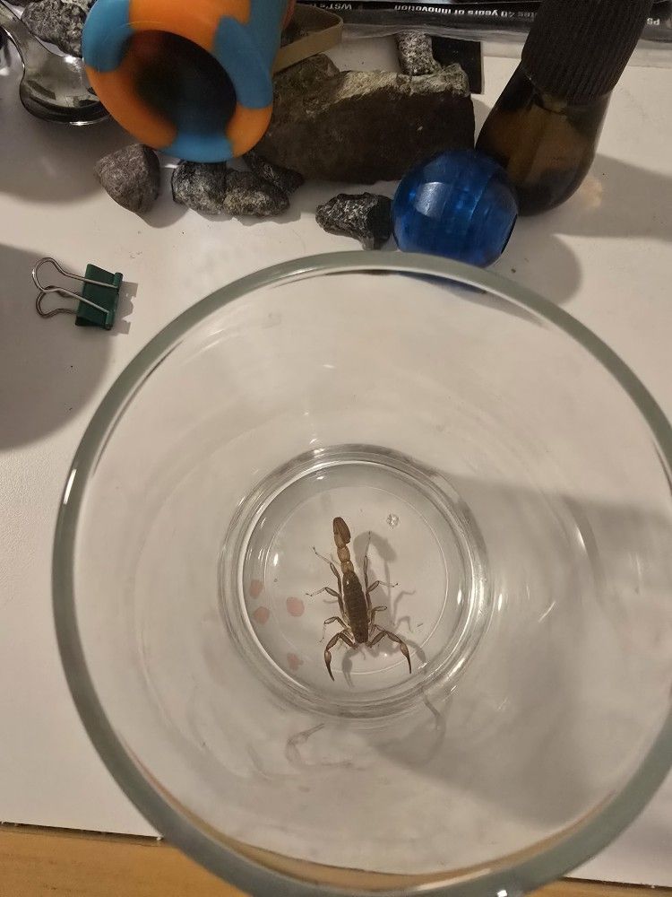 Scorpion 4 Sale. Rare Breed.  