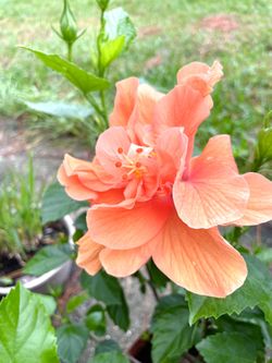 Hibiscus double peach 3 gallon