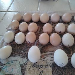 Bantam size eggs