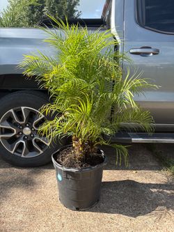 Pygmy Date palm