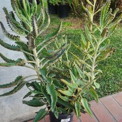 Kalanchoe Mother Of Thousand Suculent Plant Medesinal