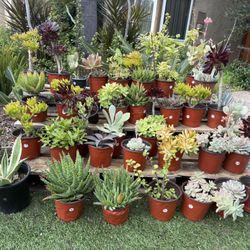 Variety Of Succulents Plants 