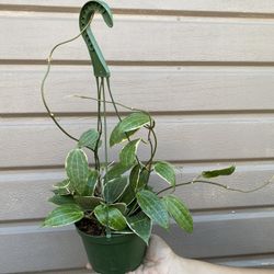 6” hoya macrophylla