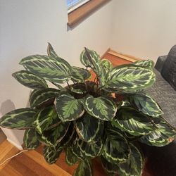 Prayer plant / Rose-Painted Calathea + pot