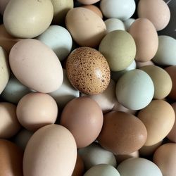 Pasture Eggs - Fresh !!!