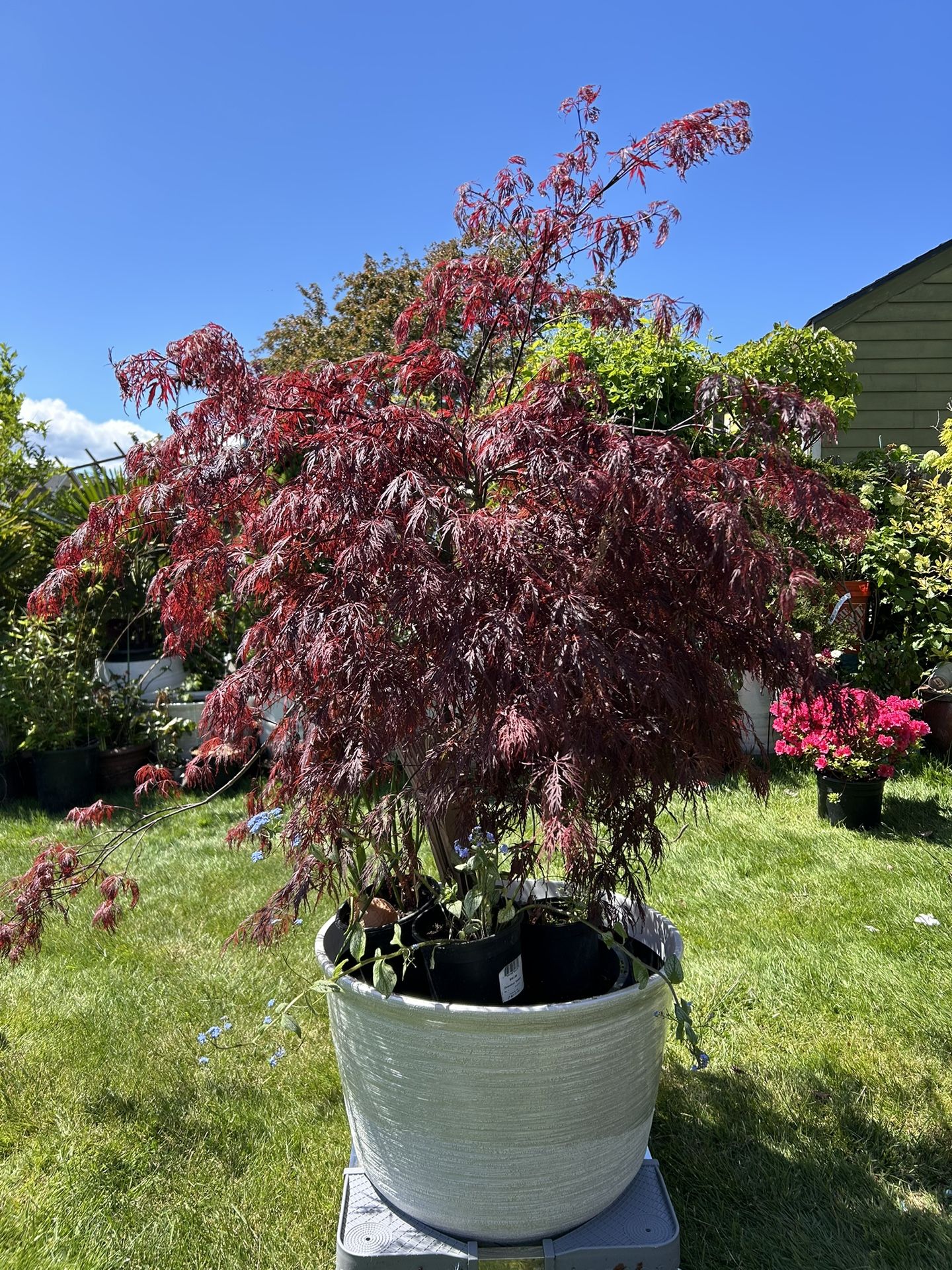 Beautiful Lace Leaf Maple π