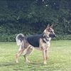 Husker 