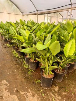 Giant birds of paradise 5 gal